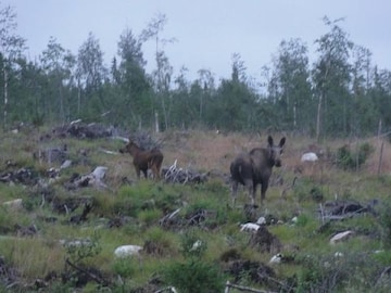 Mercedes-Benz A 160 BlueEFFICIENCY (2010)