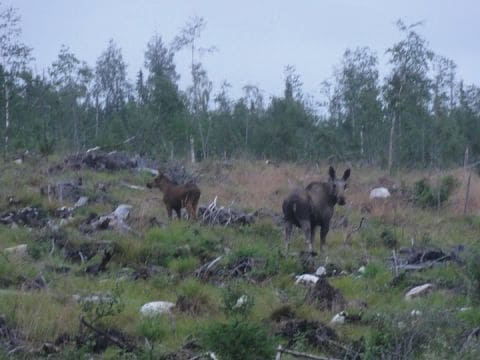 Mercedes-Benz A 160 BlueEFFICIENCY (2010)