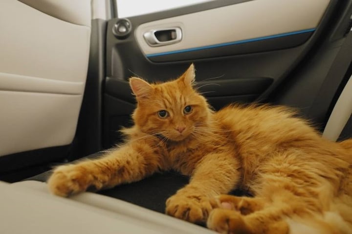 Honda Catnip Seats 1 april