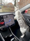 Tesla Model 3 Standard Range Plus (2019)