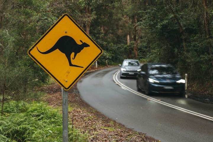 Cupra's in Australie