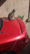 Mazda MX-5 (2004)