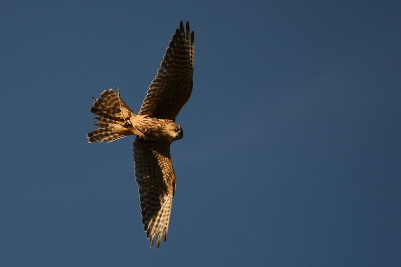 BMW saves kilos of plastic through… falcons!
