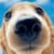 Perro