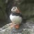 puffin