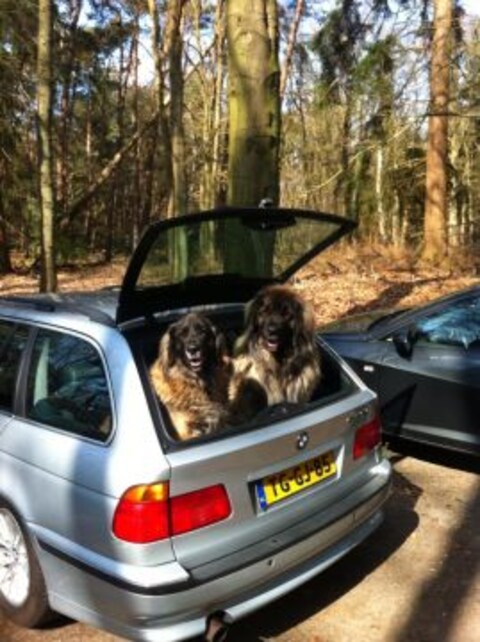 BMW 540i touring Executive (1998)