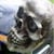 the Skull