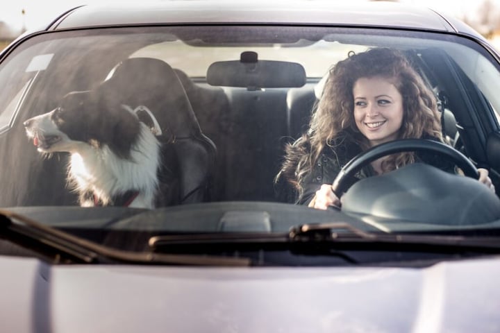 Zijn er regels voor het vervoer van hond in auto? - AutoWeek