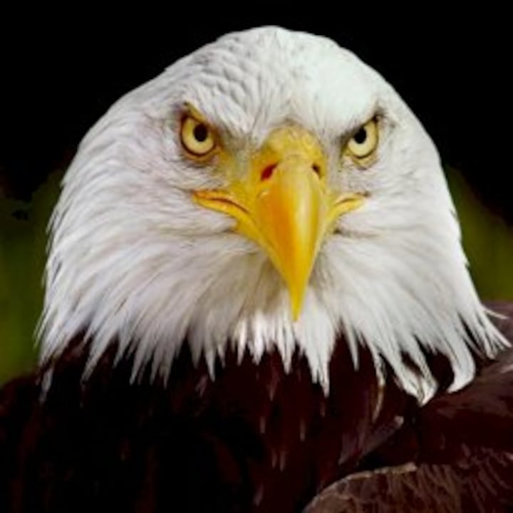 The Eagle