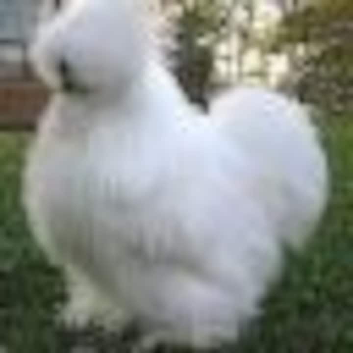 Jomario