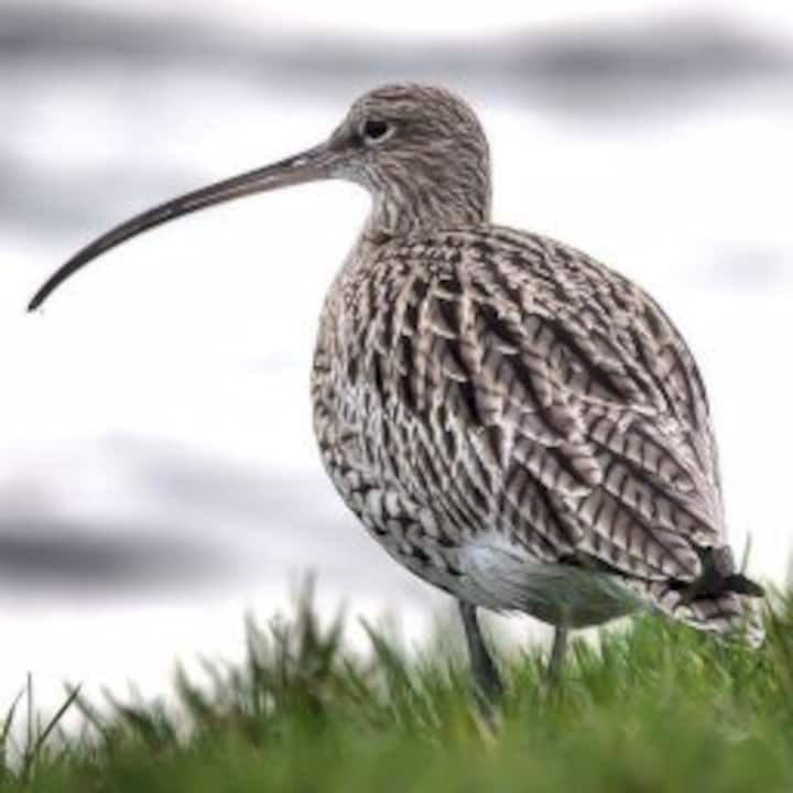 Curlew